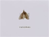 藏品(中灰舟蛾)的圖片